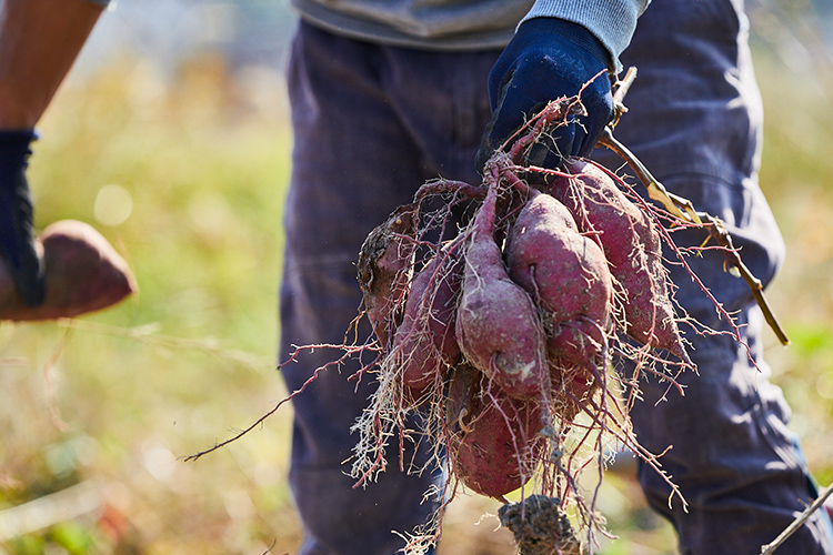 さつまいもの収穫風景